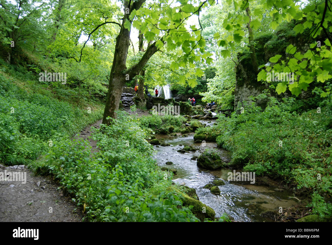 The path to Janets Foss beside Gordale Beck runs through forestland near Malham Village in the Yorkshire Dales Stock Photo