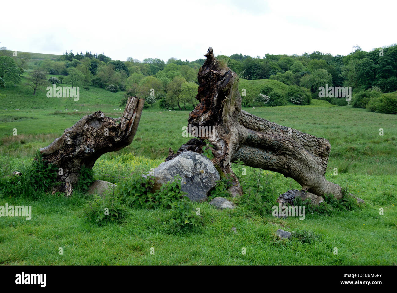 A fallen tree in rolling countryside and forestland near Malham Village in the Yorkshire Dales Stock Photo