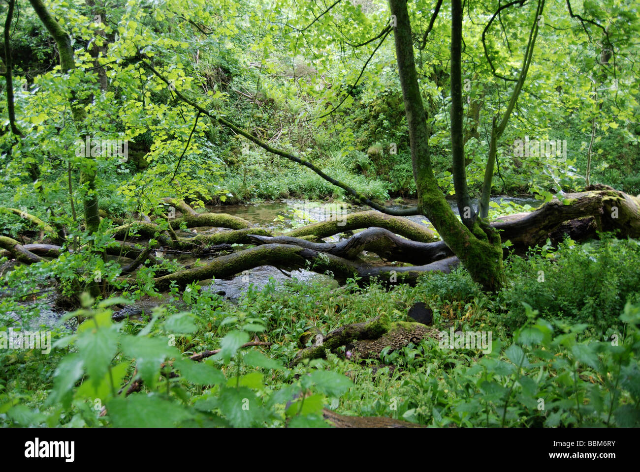 Twisted tree trunks in Gordale Beck which runs through forestland near Malham Village in the Yorkshire Dales Stock Photo