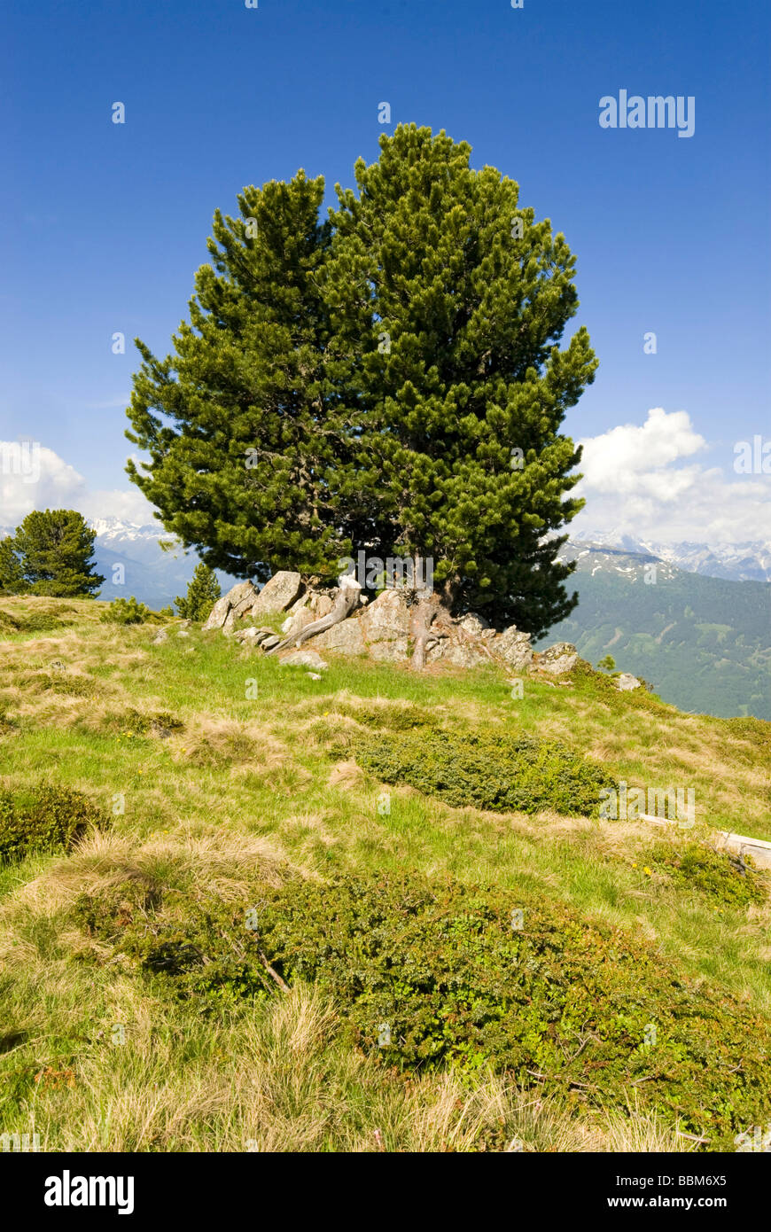 Swiss Pine (Pinus cembra), Jerzens, Wenner Berg Alpe, Pitztal, Tyrol, Austria, Europe Stock Photo