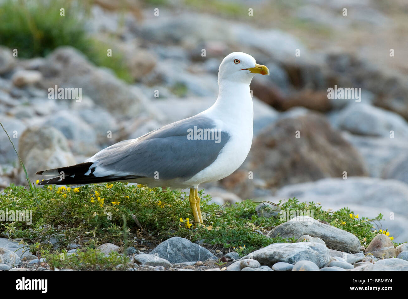 Caspian Gull (Larus cachinnans), Elba Island, Italy, Europe Stock Photo