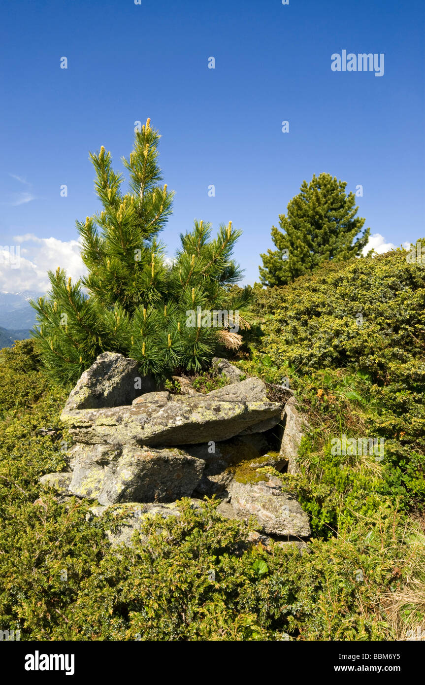 Young Swiss Pine (Pinus cembra), Jerzens, Wenner Berg Alpe, Pitztal, Tyrol, Austria, Europe Stock Photo