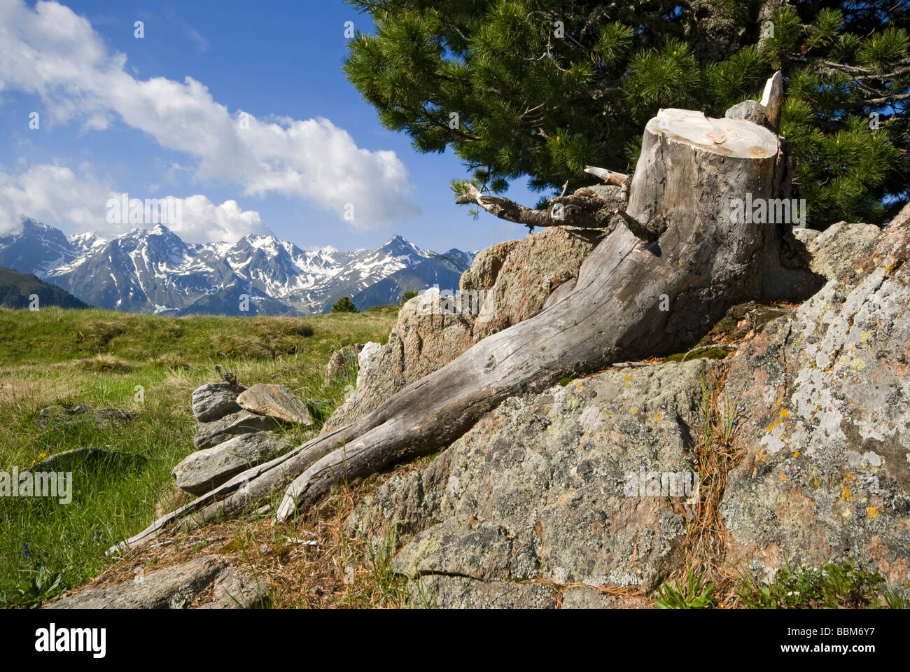 Cut Swiss Pine (Pinus cembra), Jerzens, Wenner Berg Alpe, Pitztal, Tyrol, Austria, Europe Stock Photo