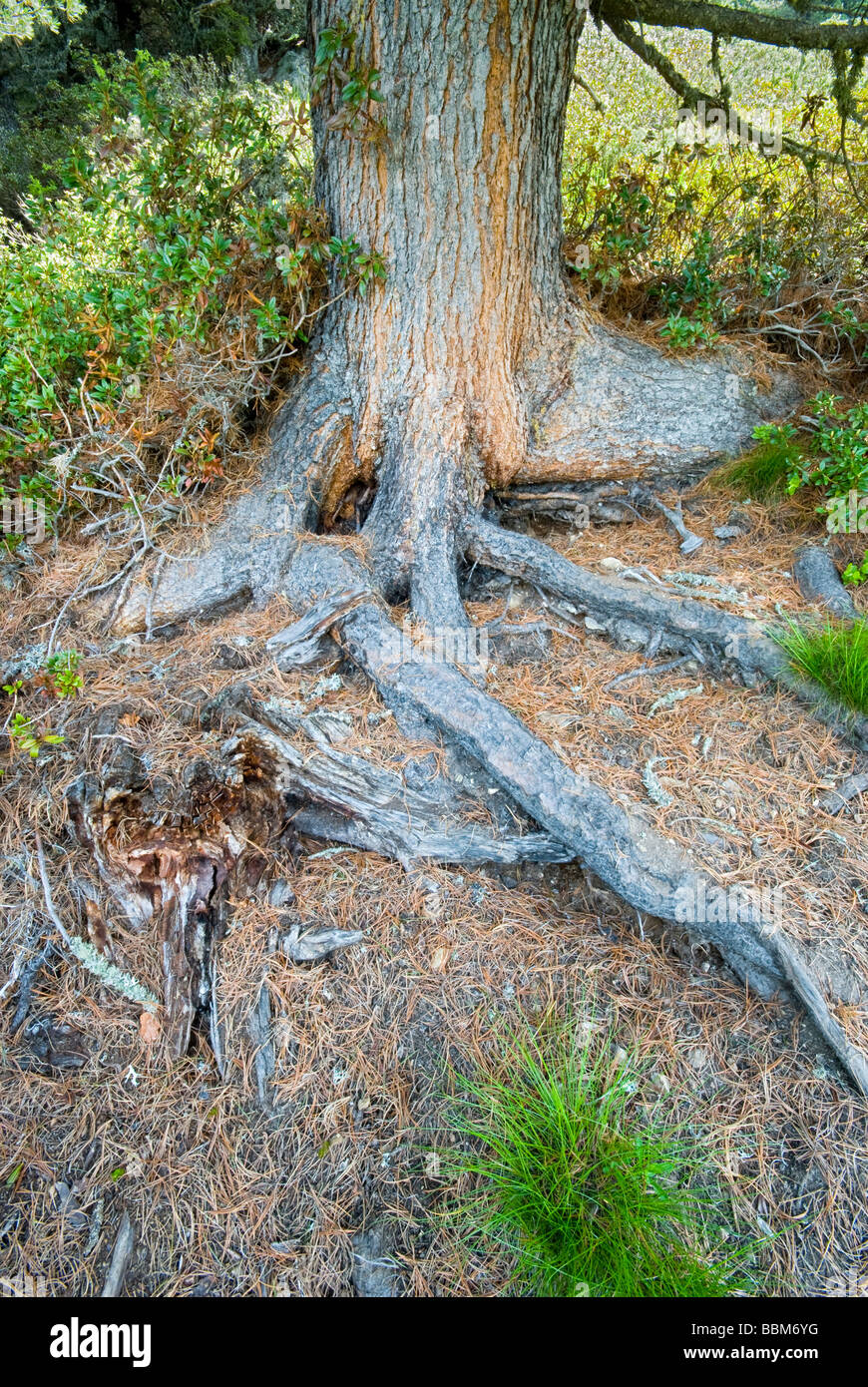 Swiss Pine (Pinus cembra), trunk and roots, Jerzens, Wenner Berg Alpe, Pitztal, Tyrol, Austria, Europe Stock Photo