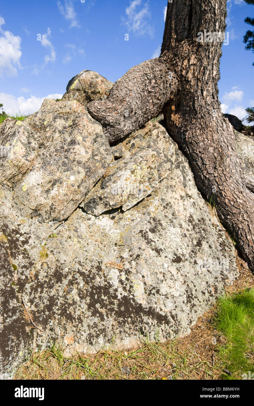 Swiss Pine (Pinus cembra), trunk and roots, Jerzens, Wenner Berg Alpe, Pitztal, Tyrol, Austria, Europe Stock Photo