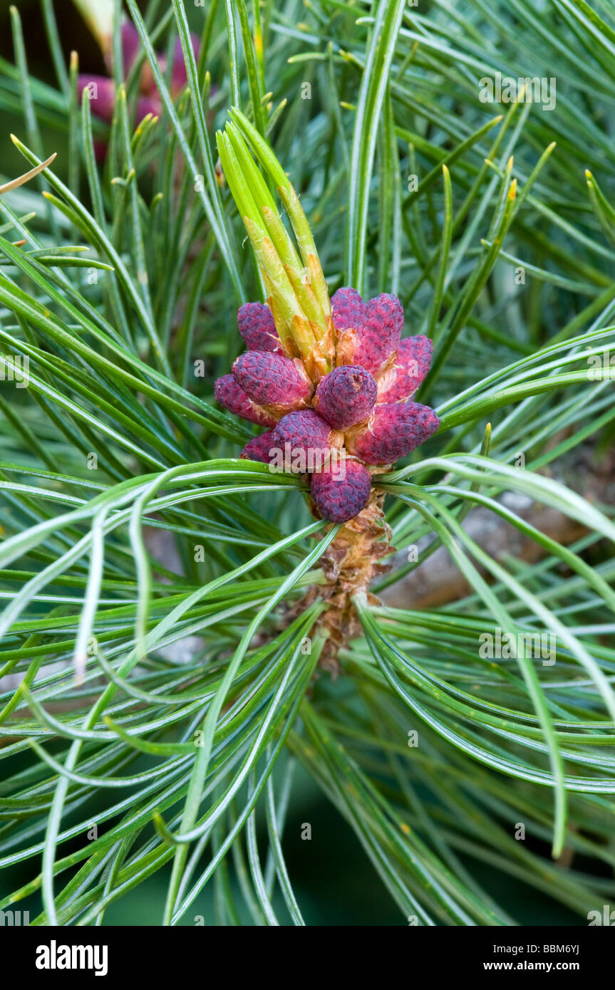 Swiss Pine (Pinus cembra), shoot, Jerzens, Wenner Berg Alpe, Pitztal, Tyrol, Austria, Europe Stock Photo