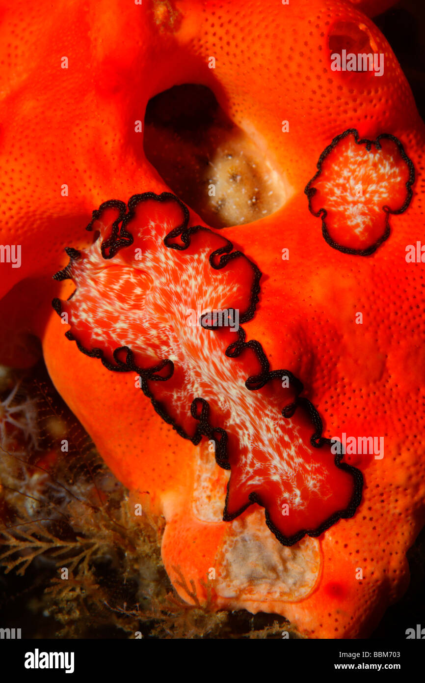 Flatworms on Sea squirt colony, red, Gangga Island, Bangka Islands, North Sulawesi, Indonesia, Molucca Sea, Pacific, Asia Stock Photo