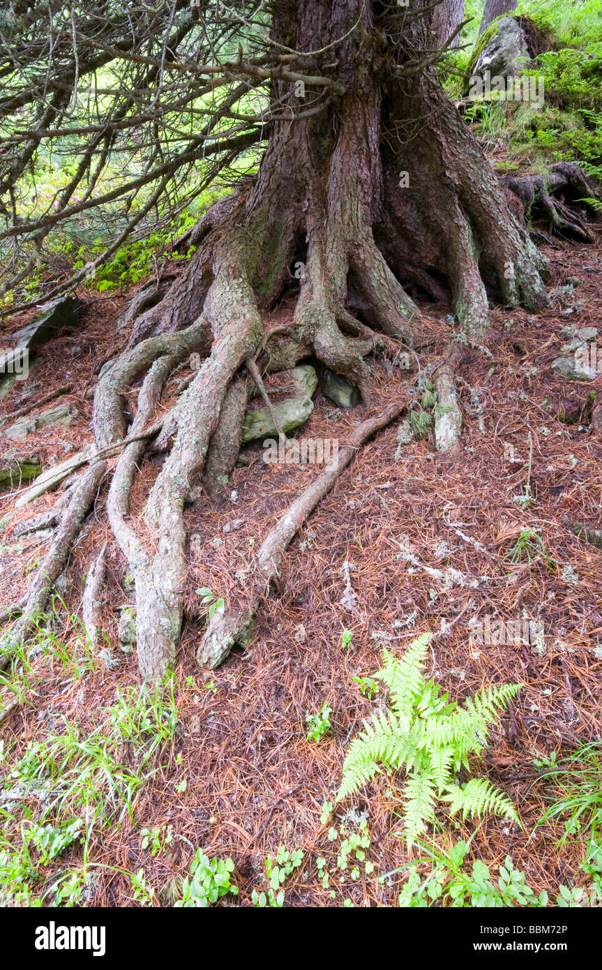 Swiss Pine (Pinus cembra), trunk and roots, Jerzens, Wenner Berg Alpe, Pitztal, Tyrol, Austria, Europe Stock Photo