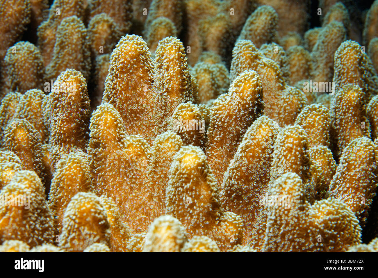 Leather coral (Sinularia sp.), detail, Gangga Island, Bangka Islands, North Sulawesi, Indonesia, Molucca Sea, Pacific, Asia Stock Photo