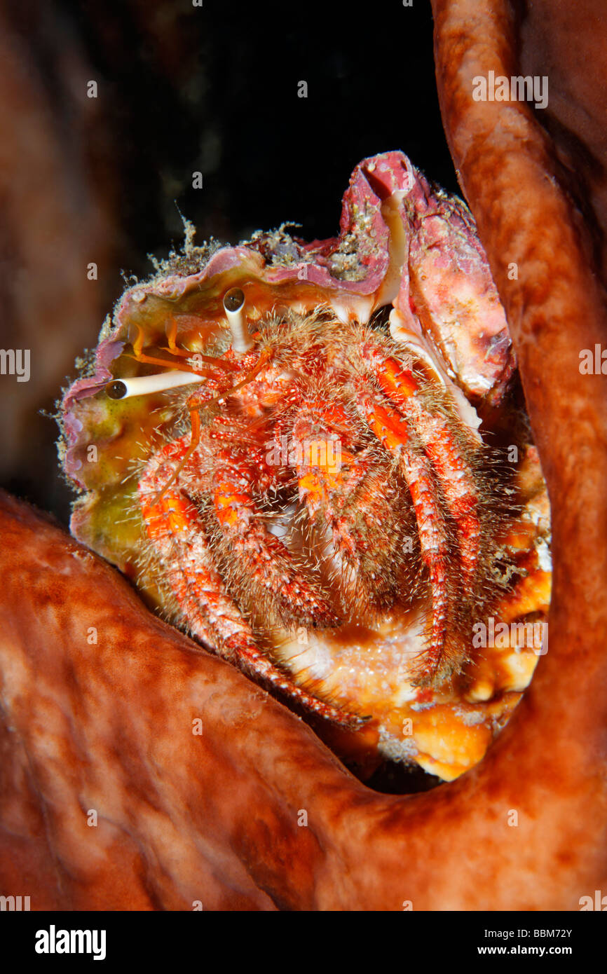 Hermit crab (Dardanus sp.) looking out of shell, sponge, Gangga Island, Bangka Islands, North Sulawesi, Indonesia, Molucca Sea, Stock Photo