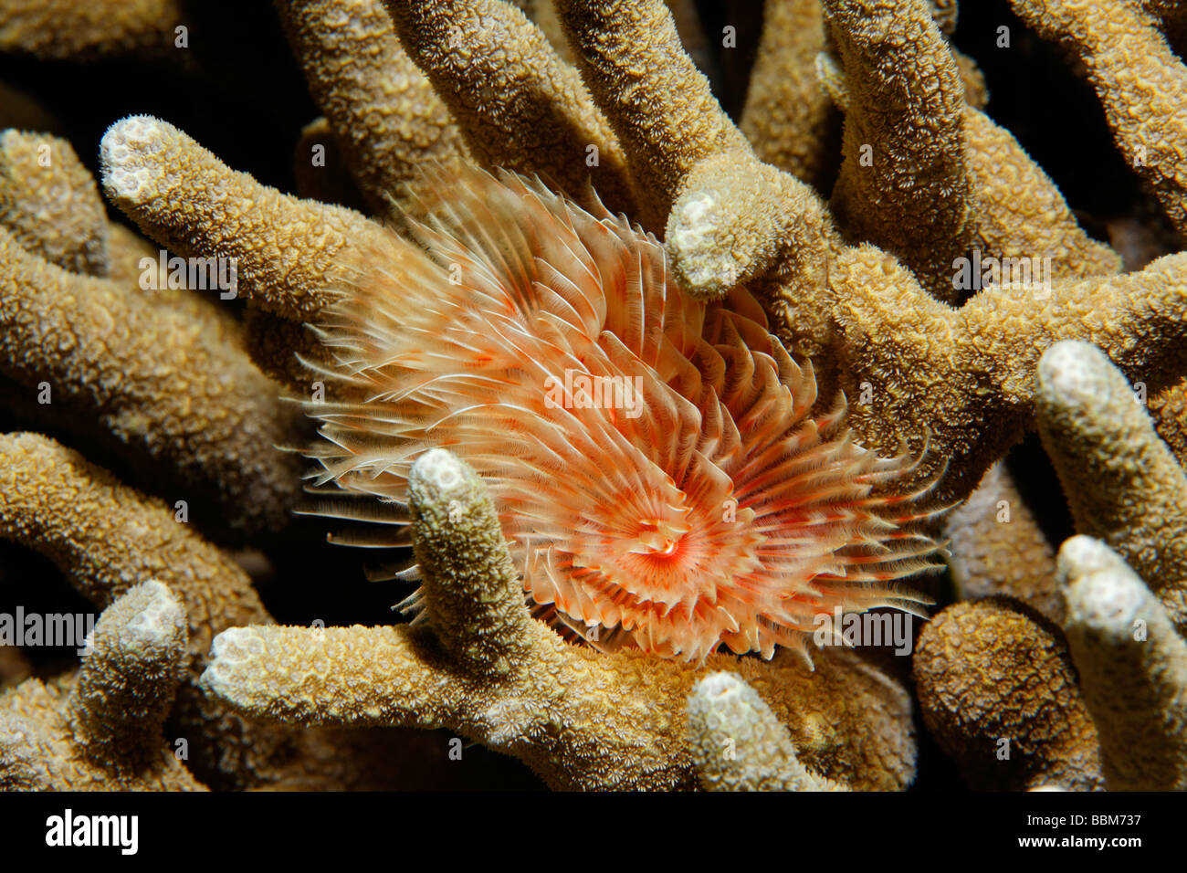 Magnificent tube worm (Protula magnifica) living in stonecoral, Gangga Island, Bangka Islands, North Sulawesi, Indonesia, Moluc Stock Photo