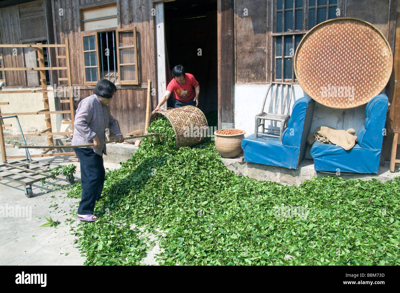 CHINA Drying tea leaves after harvest in Fujian province Photo by Julio