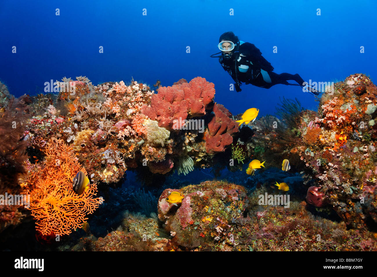 Scuba Diver watches intact coral reef with fishes, colorful corals and other invertebrates, Gangga Island, Bangka Islands, Nort Stock Photo