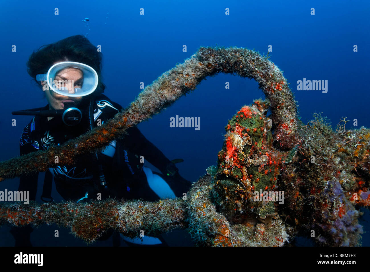 Diver watches Giant Frogfish (Antennarius commersonii) with perfect camouflage, sitting on thick rope, Gangga Island, Bangka Is Stock Photo