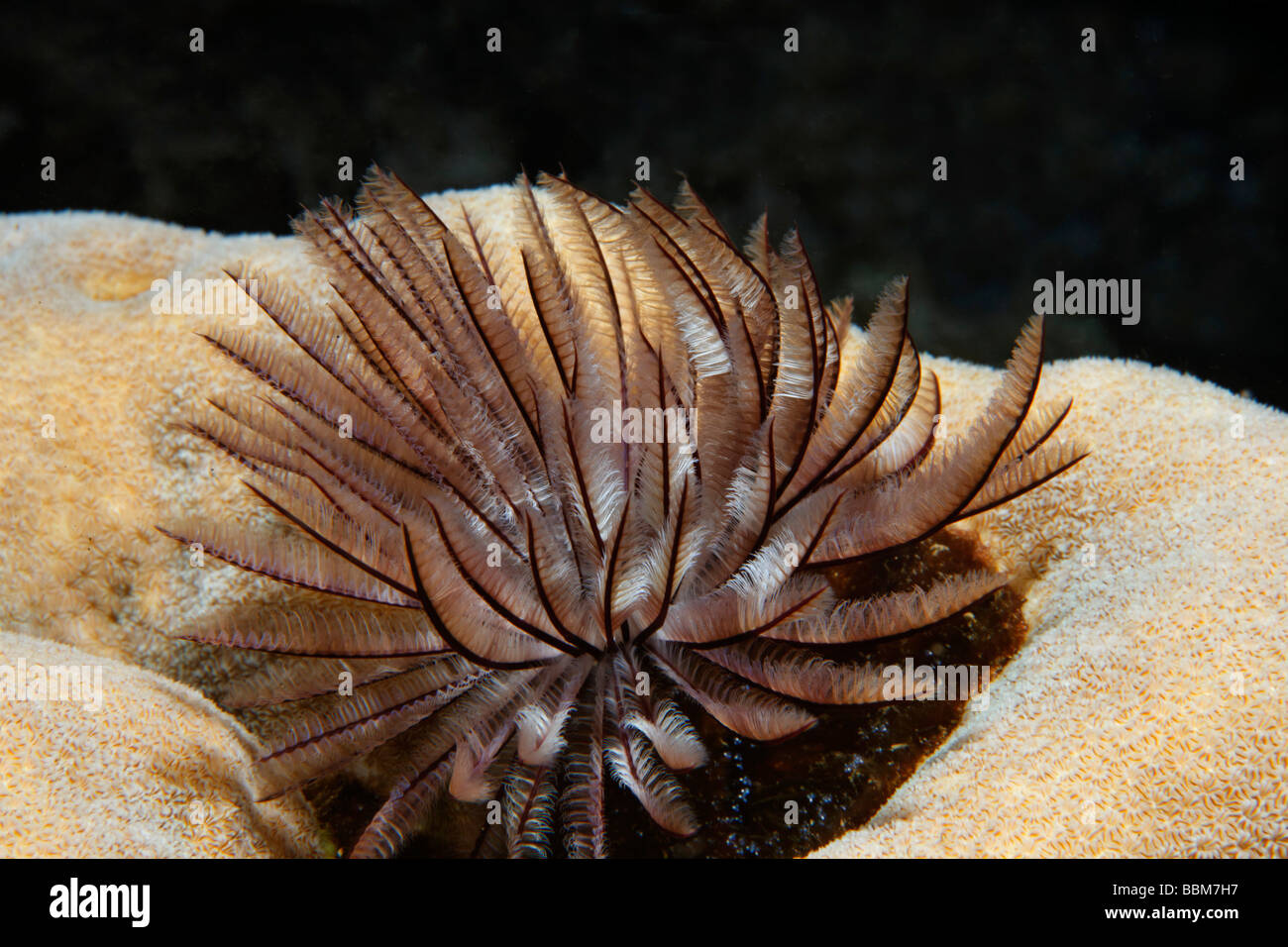 Tube worm, feather worm (Sabellida), Tentacle crown on stone coral, Gangga Island, Bangka Islands, North Sulawesi, Indonesia, M Stock Photo