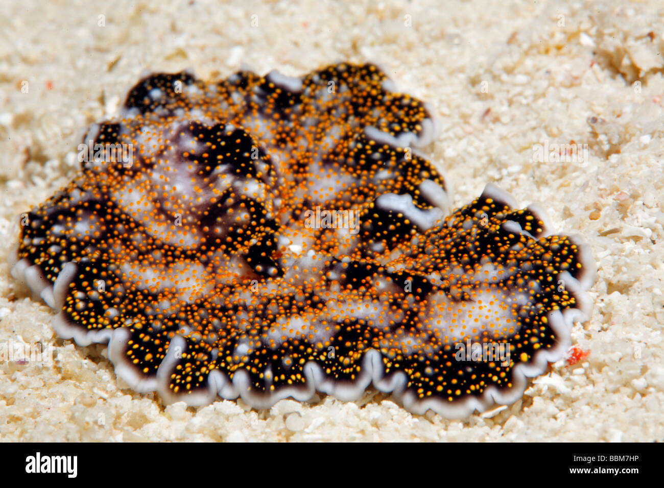 Yello-spotted Flatworm (Acanthozon sp.) on sand, Gangga Island, Bangka Islands, North Sulawesi, Indonesia, Molukka Sea, Pacific Stock Photo