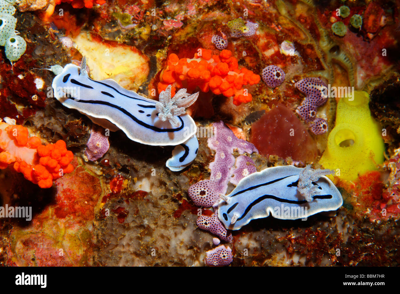 Chromodoris Nudibranches (Chromodoris willani) prefer to live between softcorals and tunicates at the coral reef, Gangga Island Stock Photo