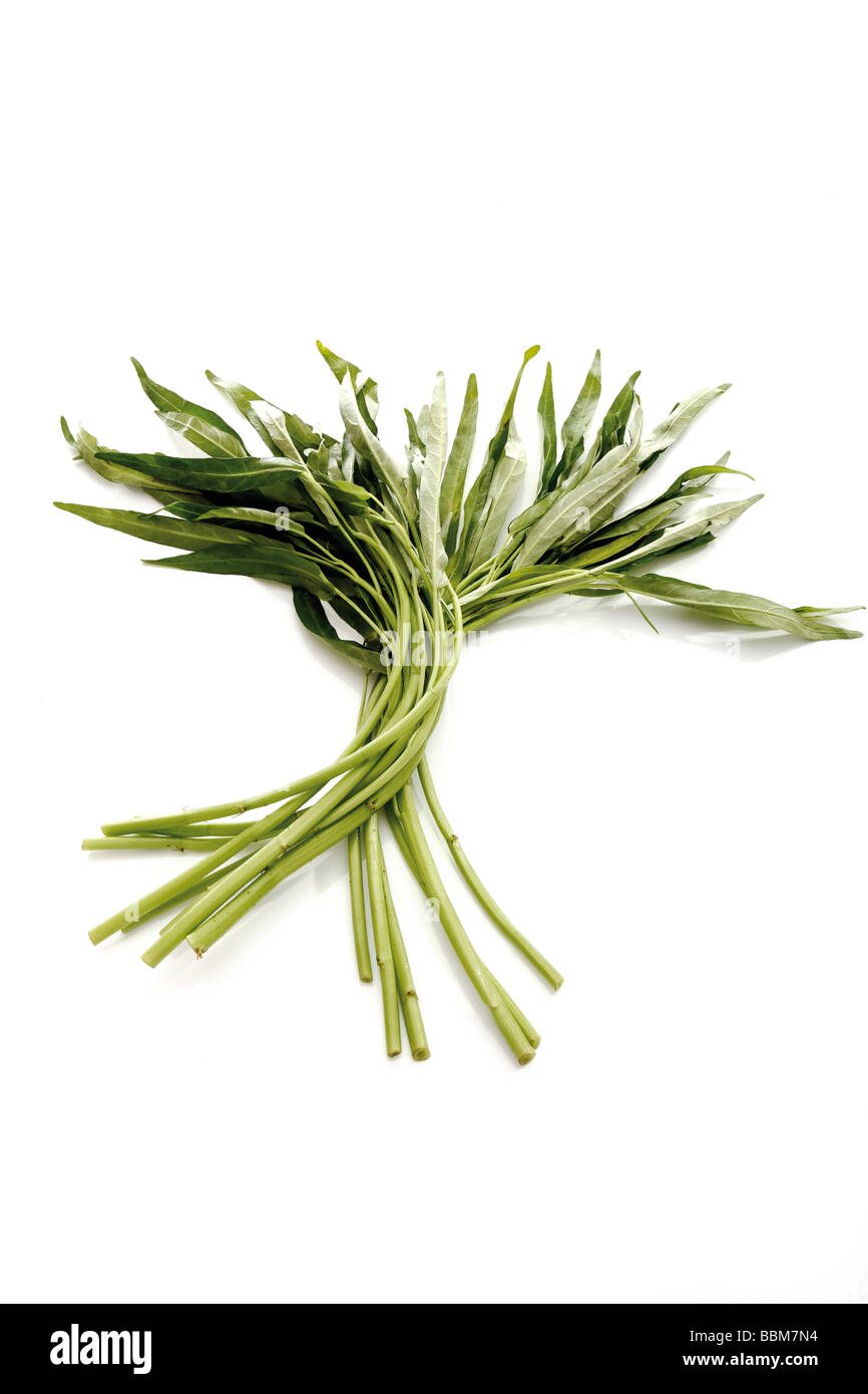 Water Spinach, Swamp Cabbage (Ipomoea aquatica Stock Photo Alamy