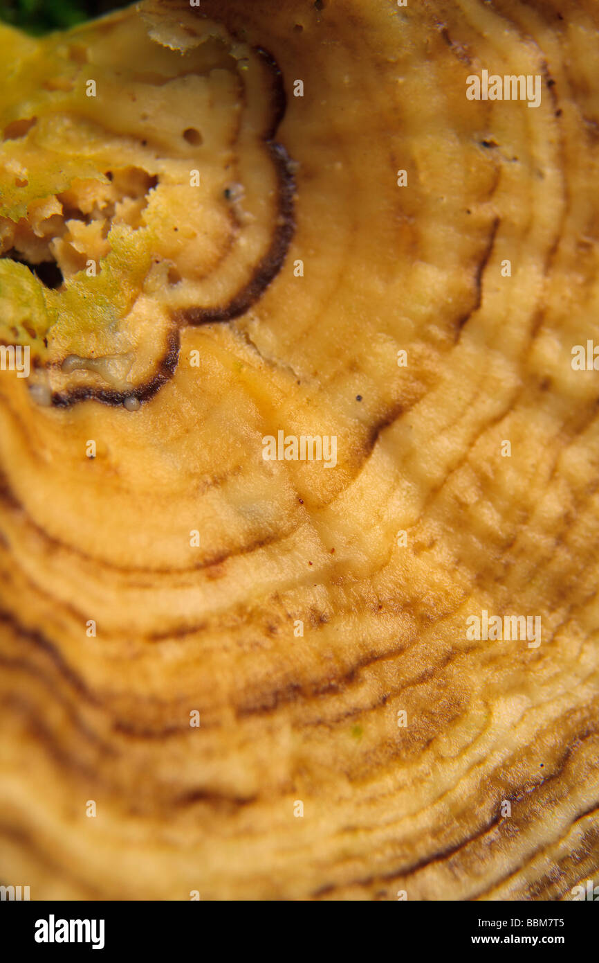 Intricate Rings Of A Rainforest Fungi Stock Photo Alamy intricate-rings-of-a-rainforest-fungi-stock-photo-alamy