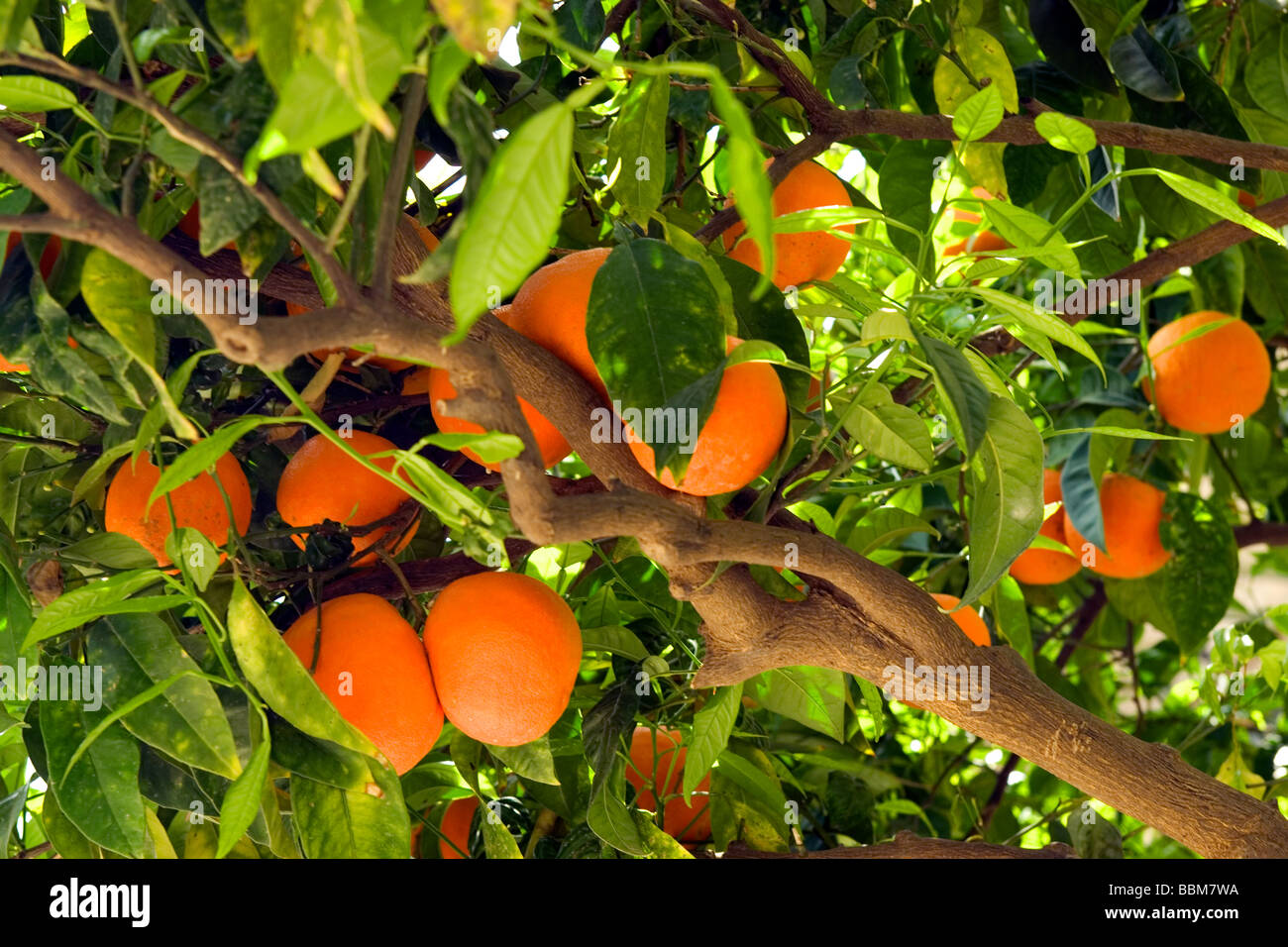 Fruit Orange growing on tree Taormina Sicily Italy Stock Photo