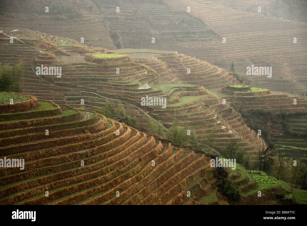 The world-famous rice terraces of Longji 