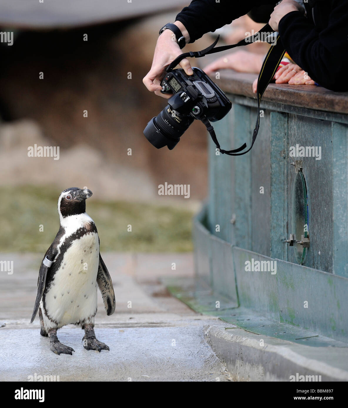 Visitor of an animal park photographing an African Penguin, Black-footed Penguin or Jackass Penguin (Spheniscus demersus) Stock Photo