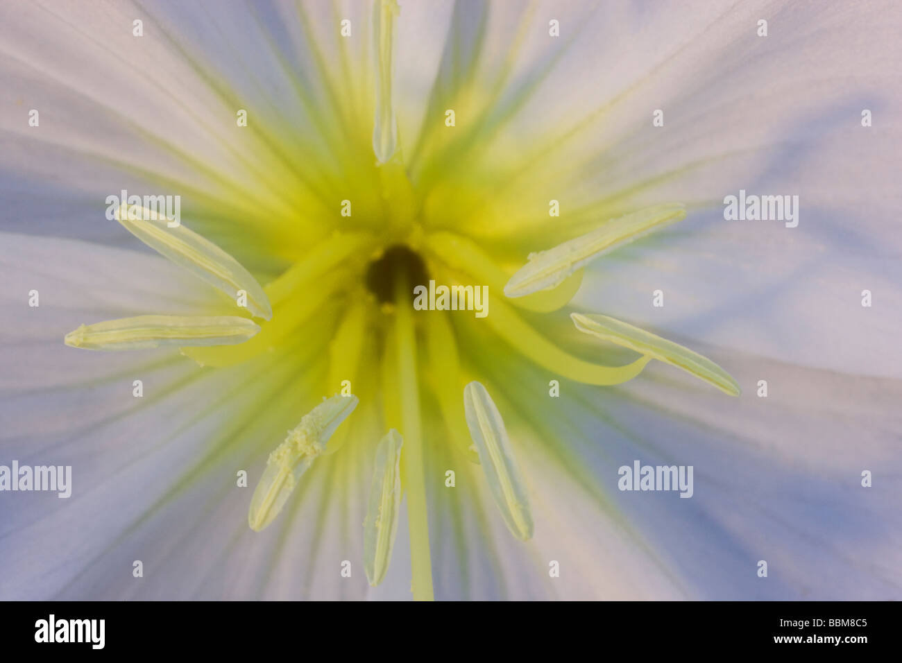 Dune Evening Primrose wildflowers in Anza Borrego Desert State Park California Stock Photo