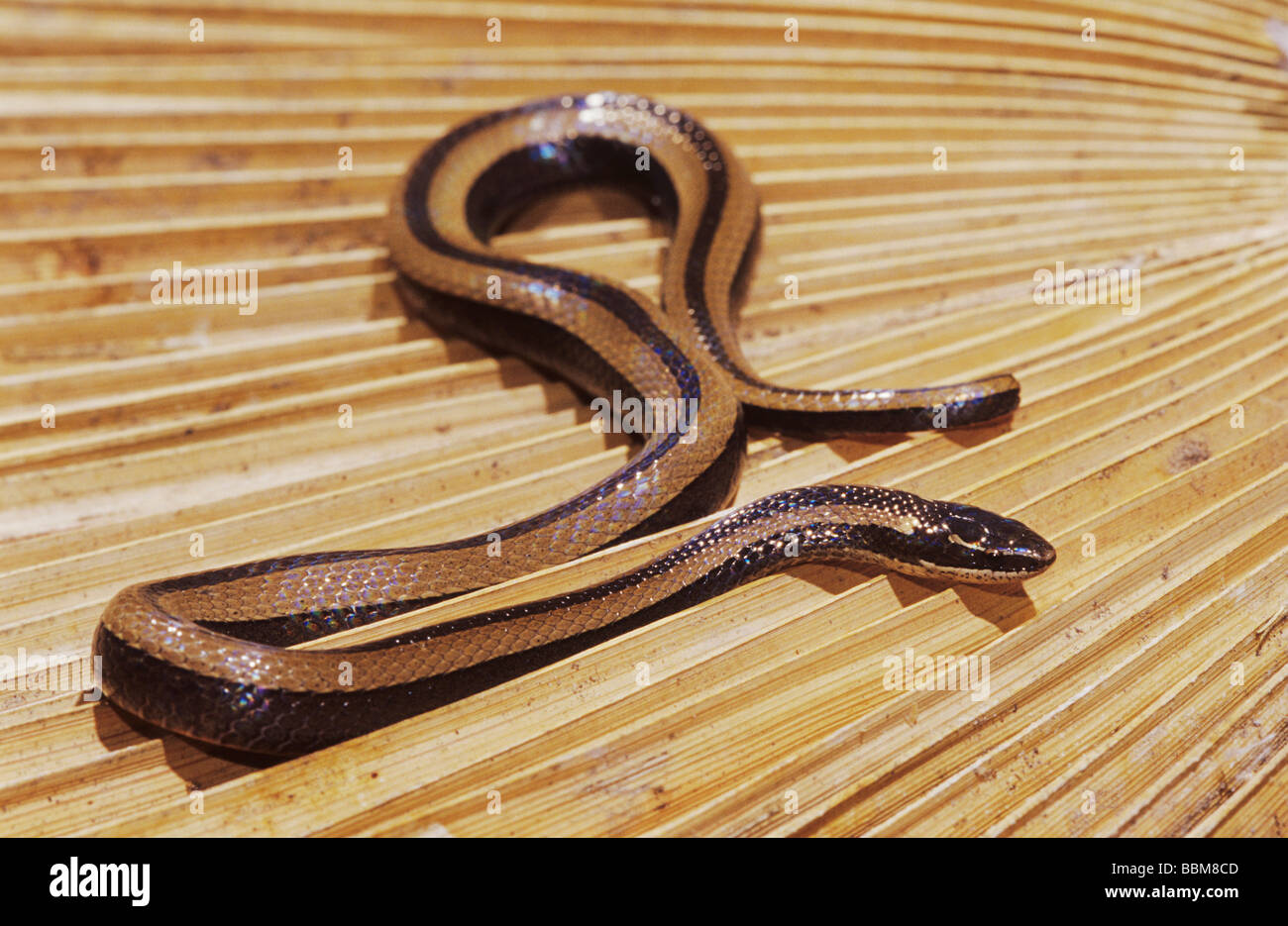 Black Striped Snake Coniophanes imperialis adult on dead palm frond Cameron County Rio Grande Valley Texas USA Stock Photo