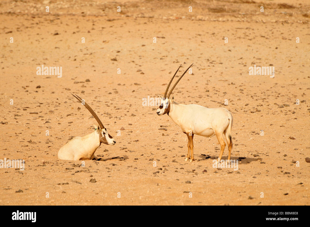 Arabian Oryx (Arabian Oryx), Sir Bani Yas Island, Abu Dhabi, United