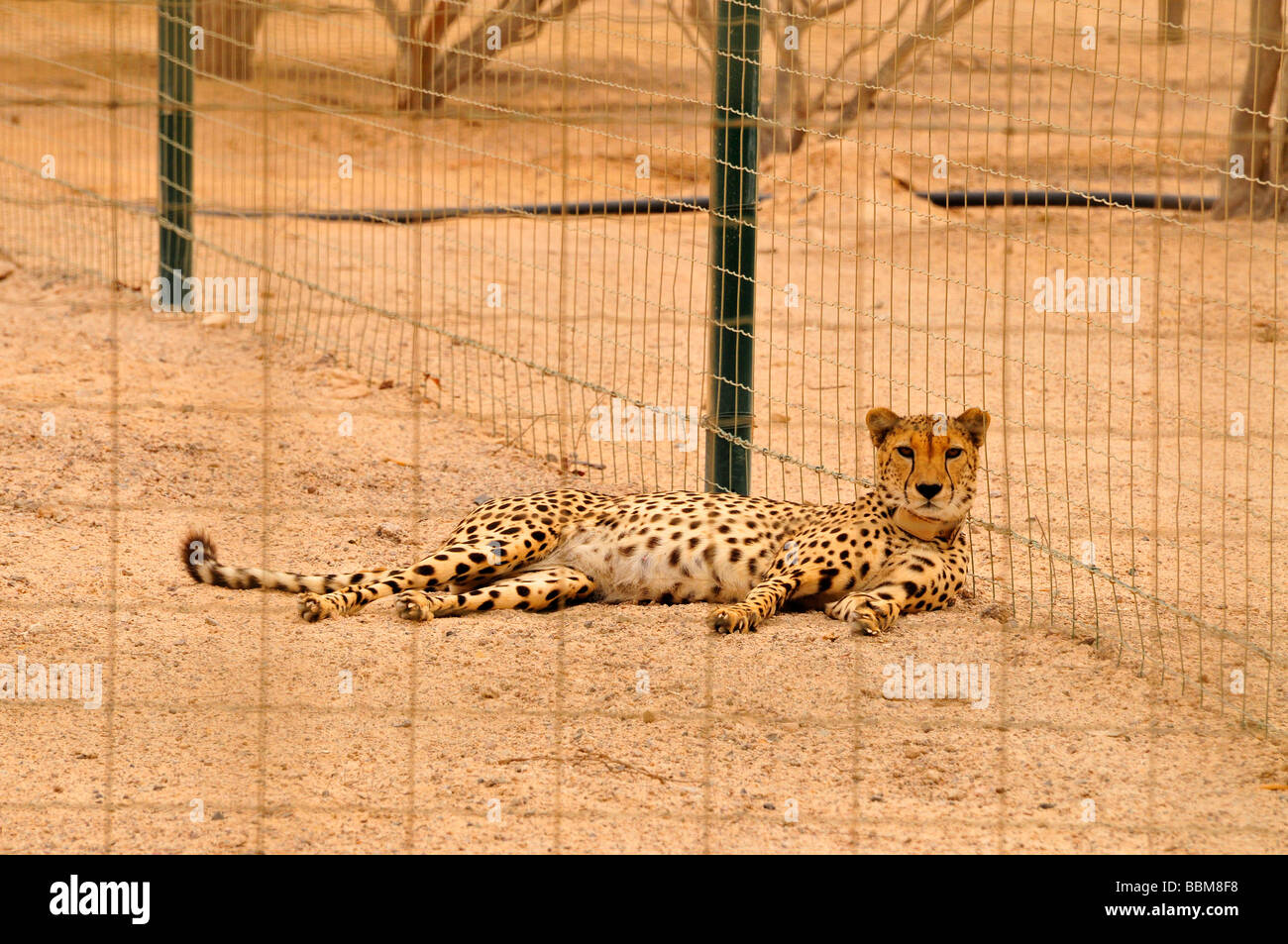 Cheetah (Acinonyx jubatus soemmerringii), in a vivarium, Sir Bani Yas Island, Abu Dhabi, United Arab Emirates, Arabia, Near Eas Stock Photo
