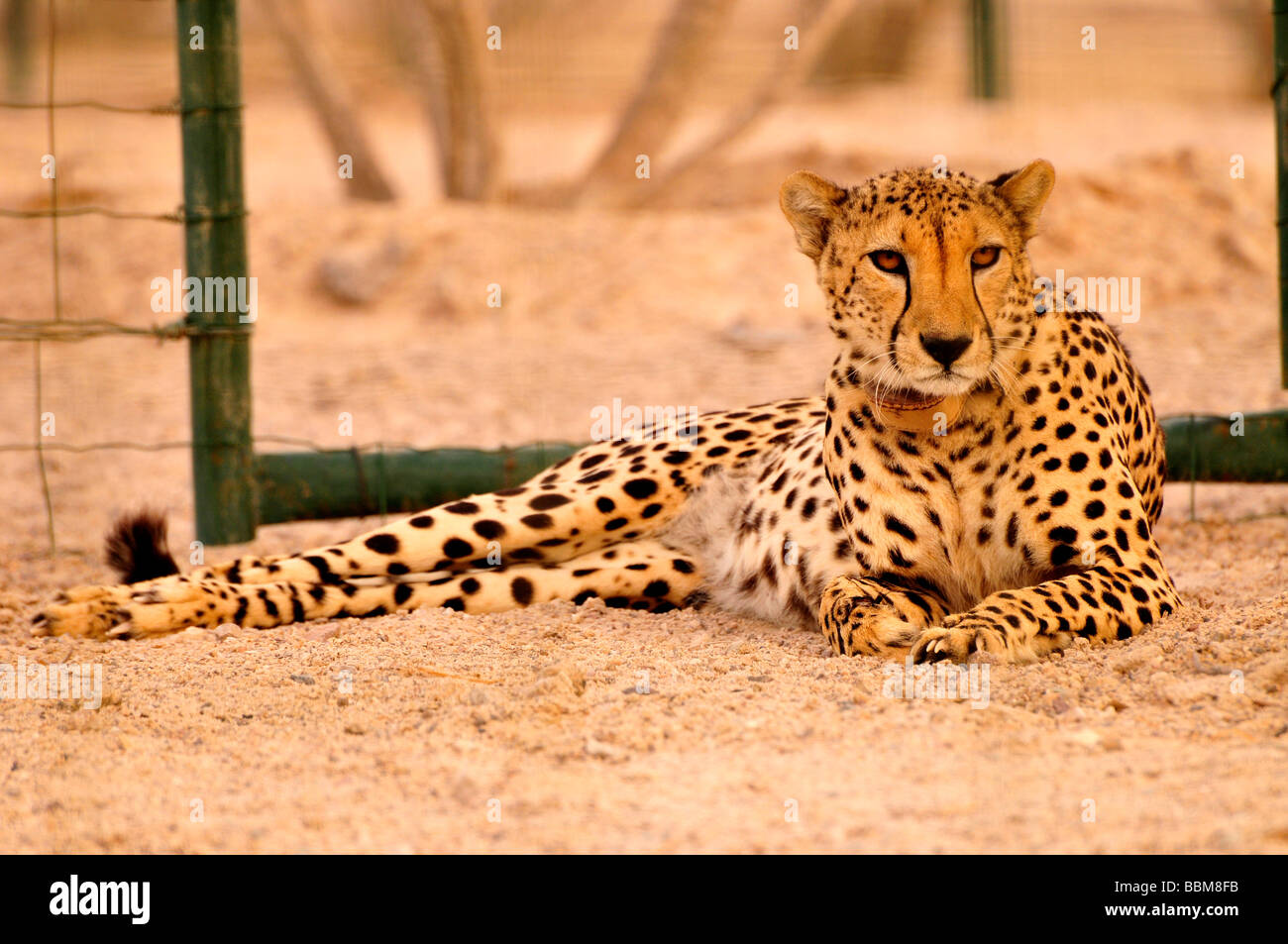 Cheetah (Acinonyx jubatus soemmerring), in a vivarium, Sir Bani Yas Island, Abu Dhabi, United Arab Emirates, Arabia, Near East, Stock Photo