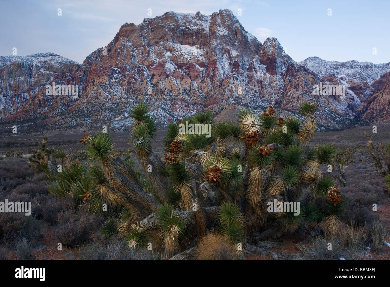 red rock conservation area nevada