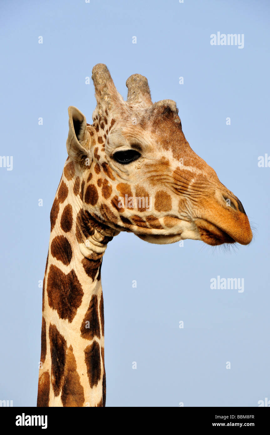 Somali Giraffe (Giraffa camelopardalis reticulata), Sir Bani Yas Island, Abu Dhabi, United Arab Emirates, Arabia, Near East, Or Stock Photo