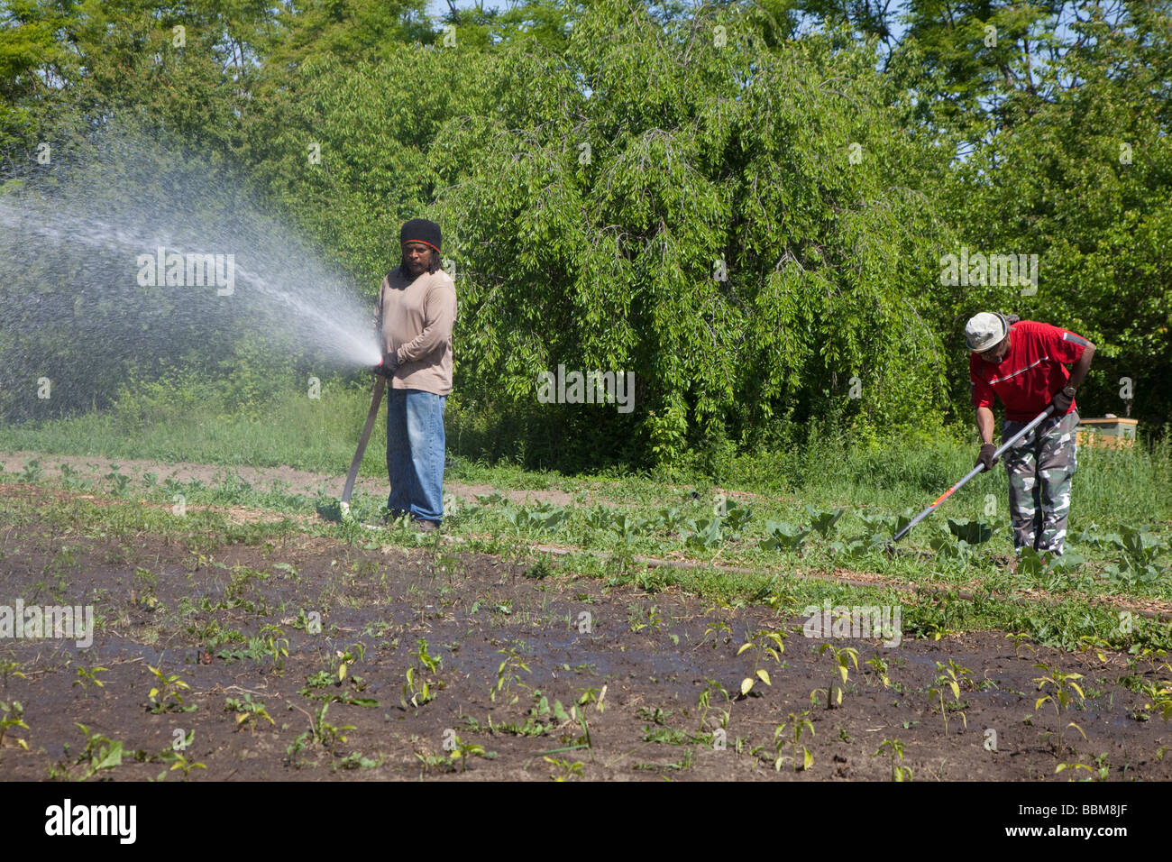 Volunteers work on urban farm in Detroit Stock Photo