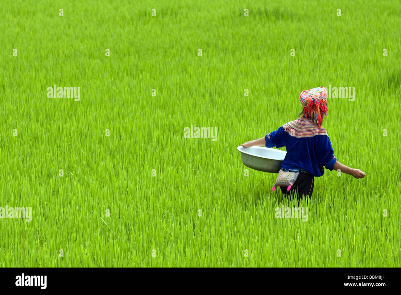 Vietnamese tribal working in the ricefields near Sapa, North Vietnam Stock Photo