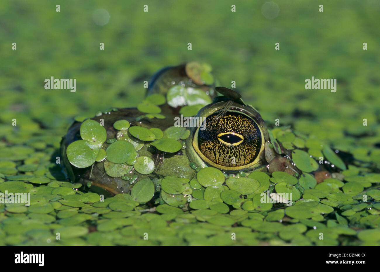 Bullfrog Rana catesbeiana adult in duckweed camouflaged Welder Wildlife Refuge Sinton Texas USA May 2005 Stock Photo