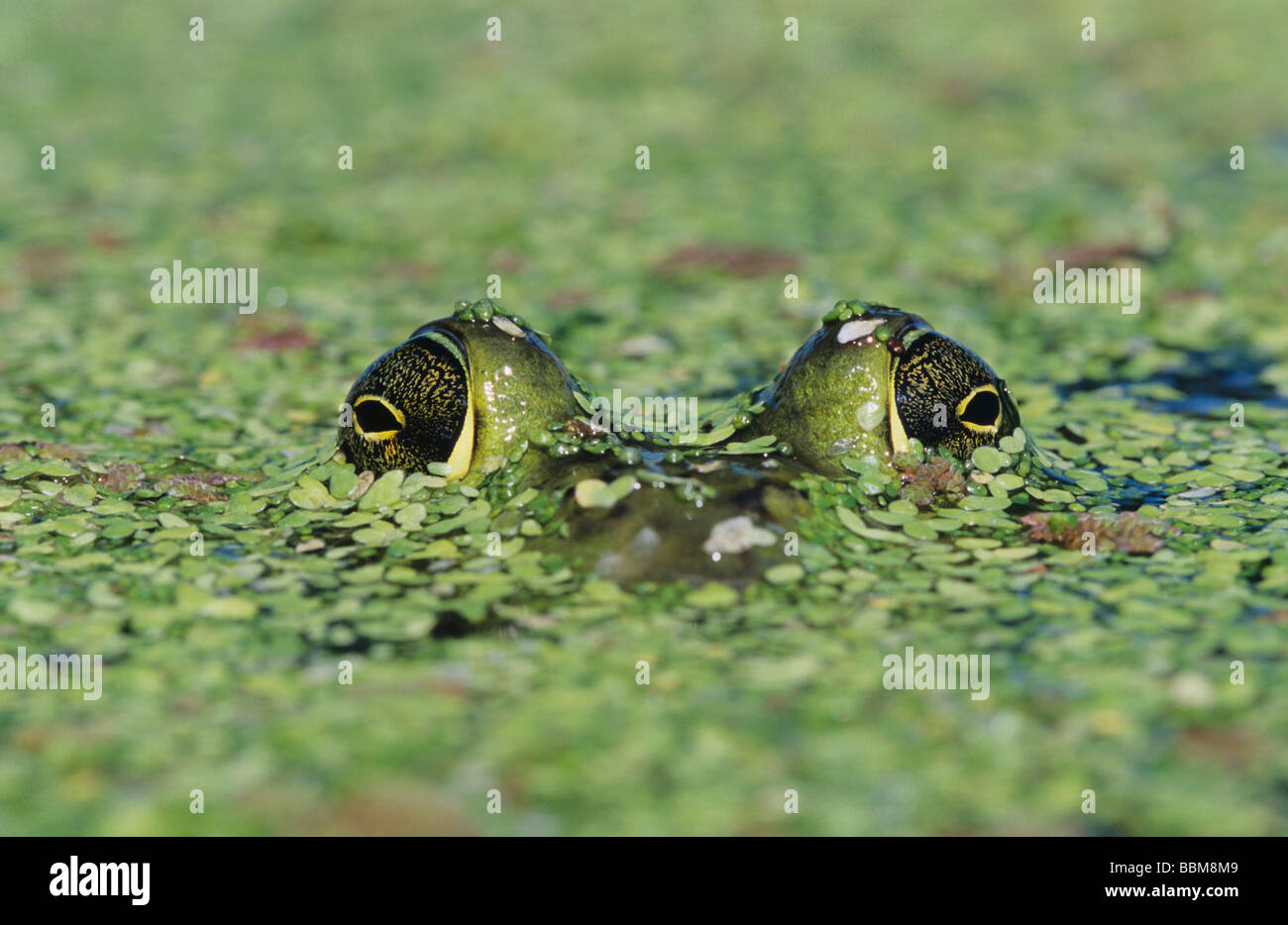 Bullfrog Rana catesbeiana adult in duckweed camouflaged Welder Wildlife Refuge Sinton Texas USA May 2005 Stock Photo