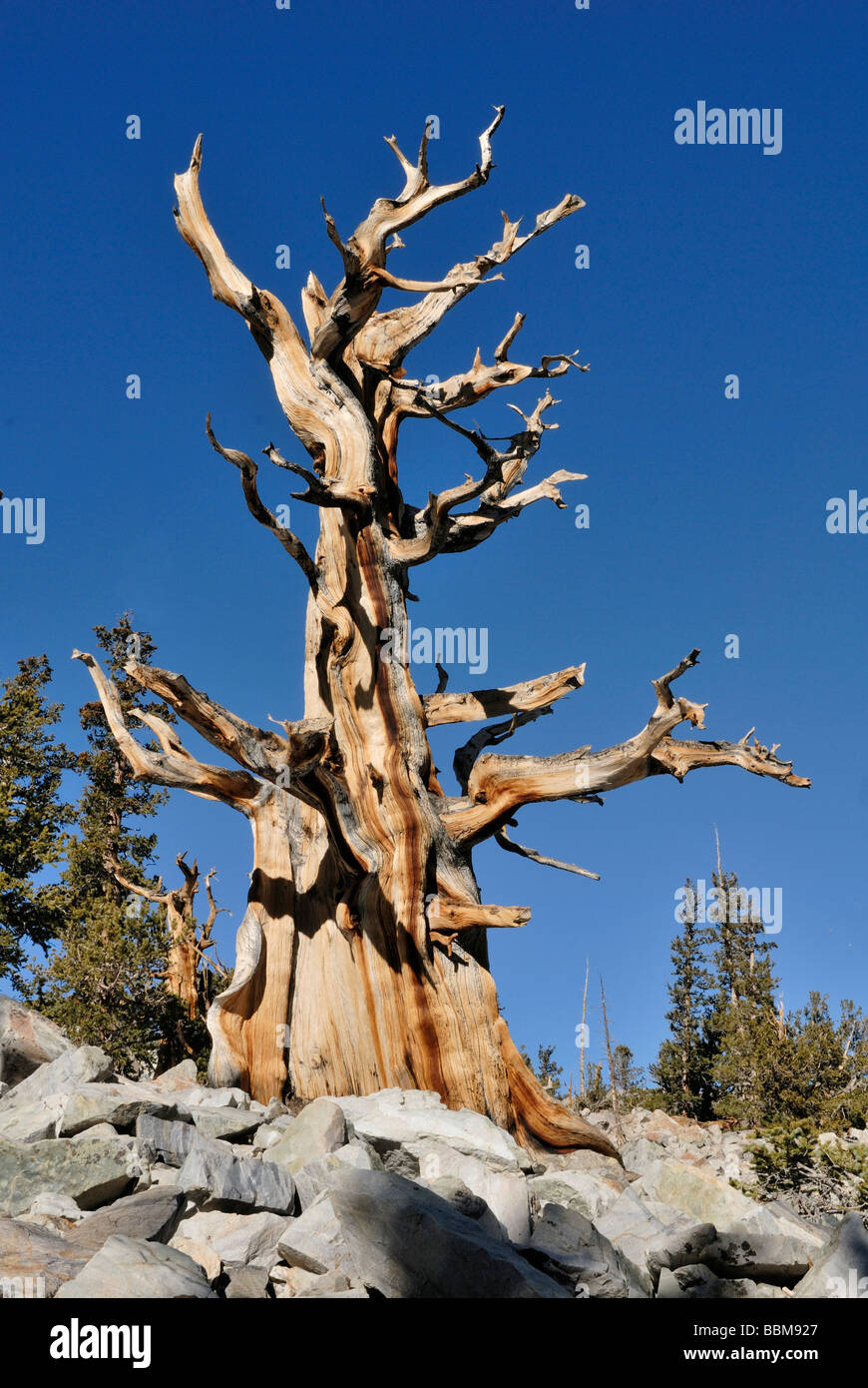 Bristlecone Pine trees (Pinus aristata), between 2000 and 3000 years old, Bristlecone Pine Grove, Great Basin National Park, Ne Stock Photo