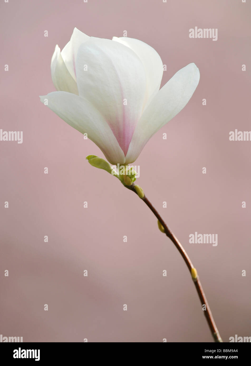 Saucer Magnolia (Magnolia x soulangeana), amabilis cultivar Stock Photo Alamy