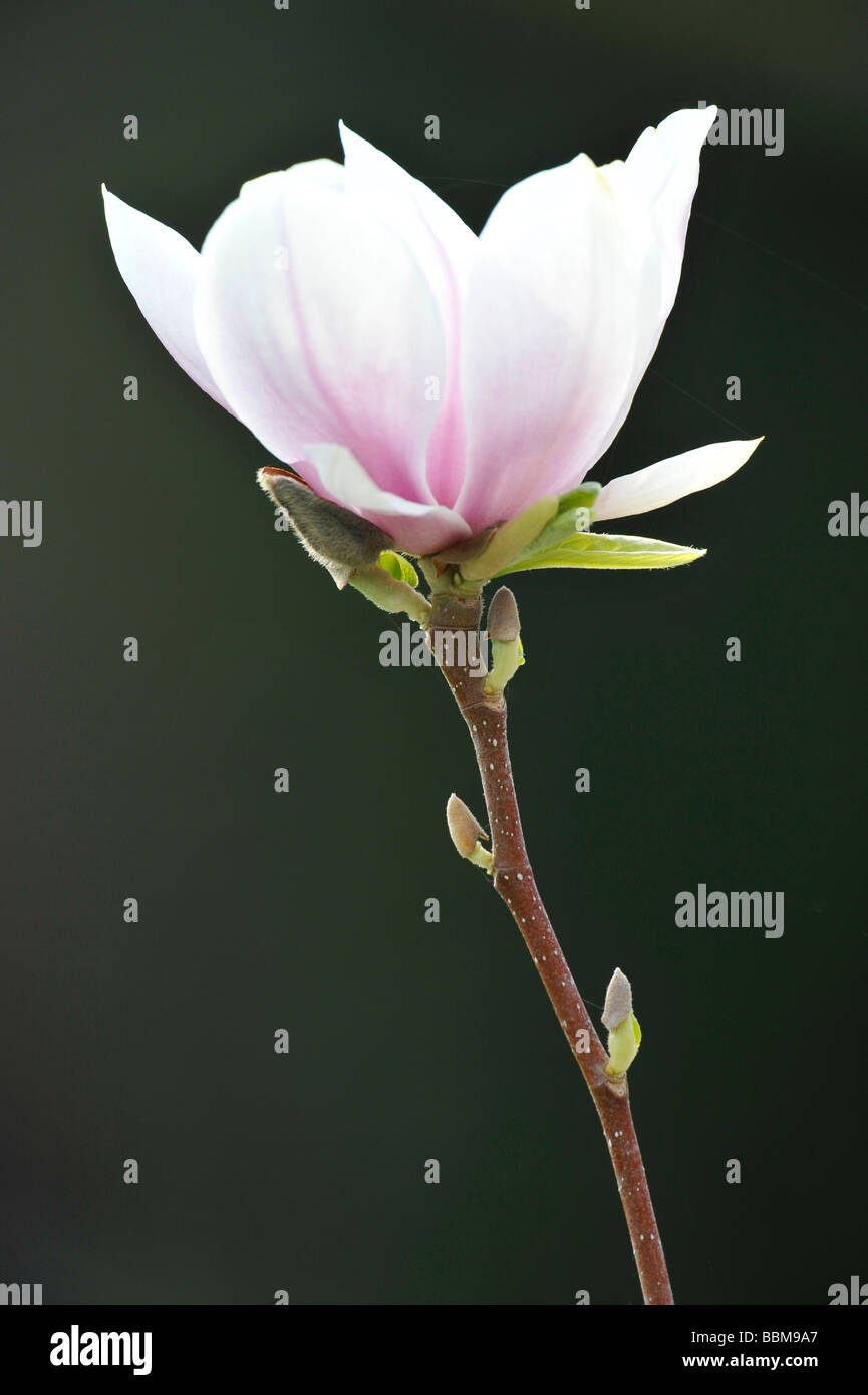 Saucer Magnolia (Magnolia x soulangeana), amabilis cultivar Stock Photo