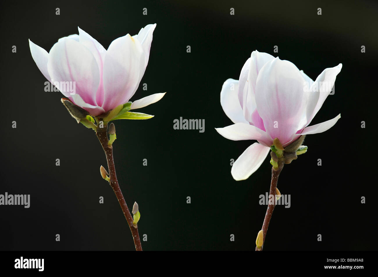 Saucer Magnolia (Magnolia x soulangeana), amabilis cultivar Stock Photo Alamy