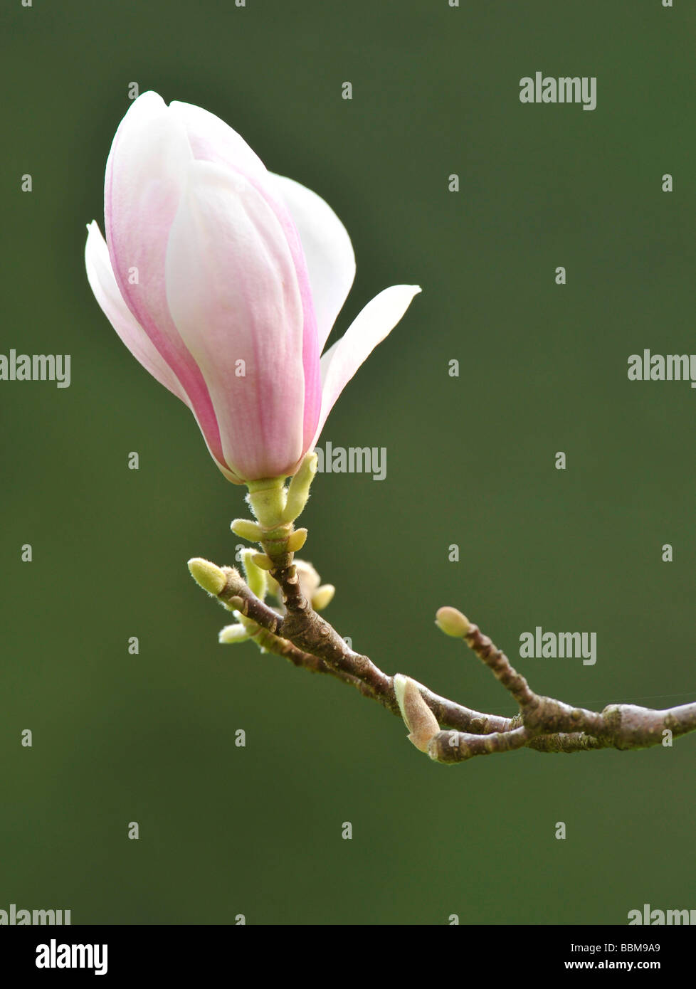 Saucer Magnolia (Magnolia x soulangeana), amabilis cultivar Stock Photo