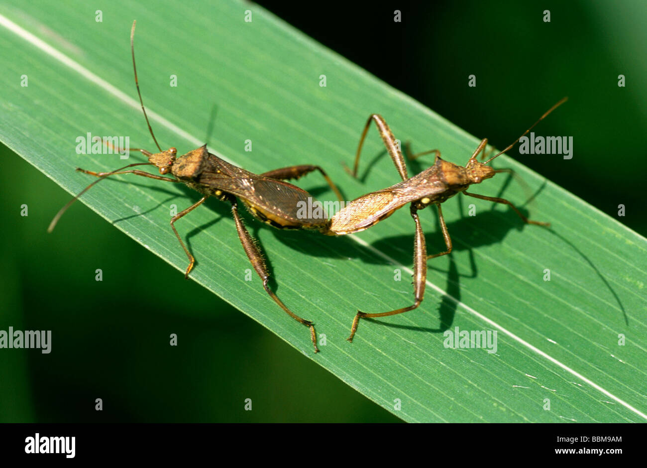 Some mating pair of insects taken at Vikhroli Mangroves, Mumbai Stock ...