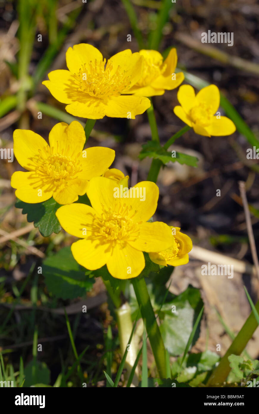 Kingcup or Marsh Marigold (Caltha palustris), with yellow flowers Stock Photo
