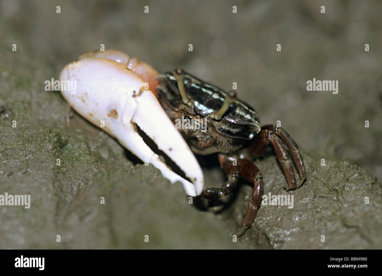 Fiddler Crab from Vikhroli Mangroves, Mumbai. Stock Photo