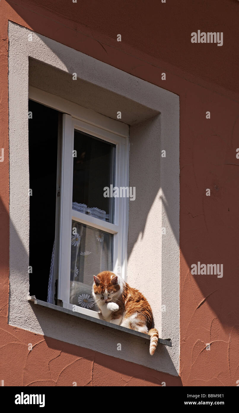 Cat in the sun, cleaning itself in front of a window, Regensburg, Lower Bavaria, Germany, Europe Stock Photo