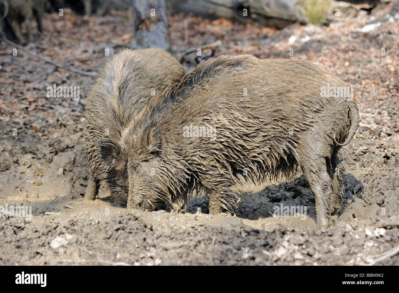 Wild boars (Sus scrofa) taking a mud-bath Stock Photo