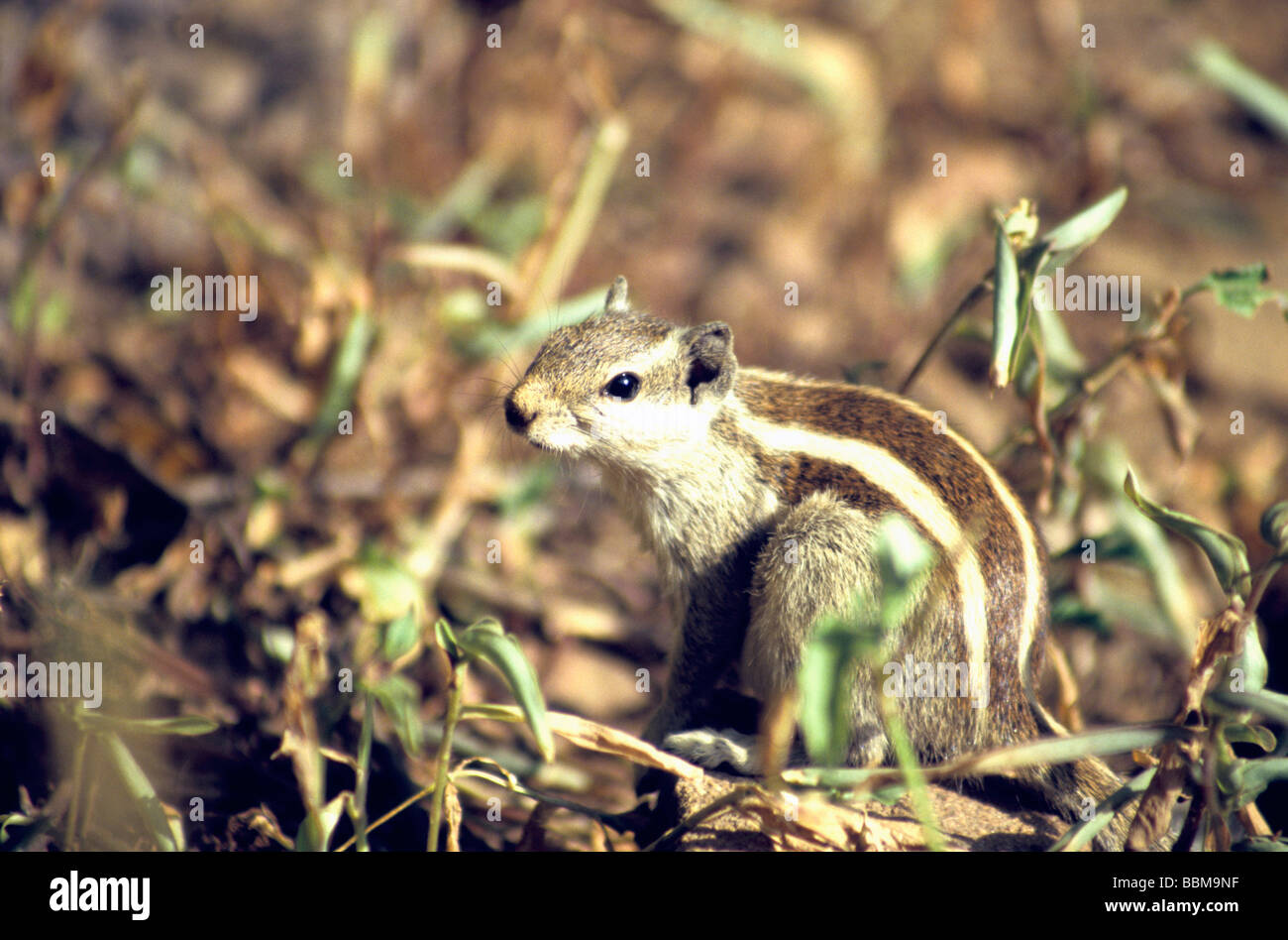 Three Striped squirrel. Stock Photo