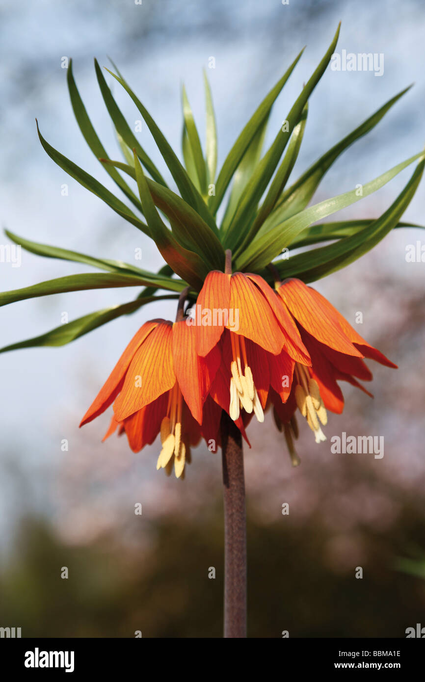 Crown Imperial Or Kaiser s Crown Fritillaria Imperialis Stock Photo 