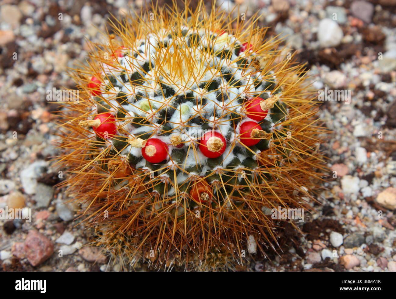 Cactus Mammillaria Mamillaria flavescens Stock Photo